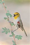 Verdin